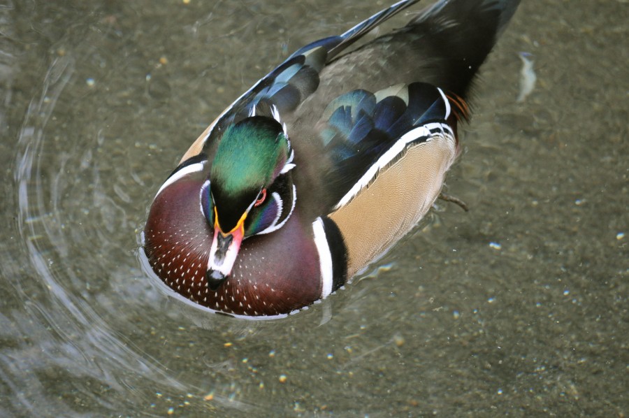 Pato, pájaro, naturaleza, fauna, animales lago, vida Salvaje