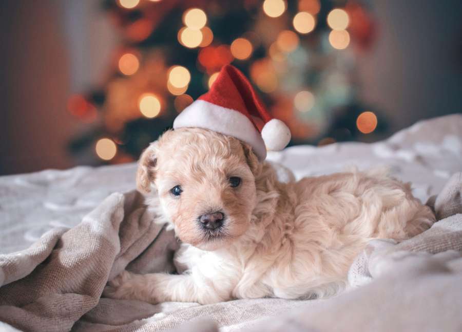 celebración, navidad, diciembre, decoración, tradición, navidad, feliz, adornos, adornos navideños, copia espacio, decoración navideña, navidad, felicidad, estacional, hermoso, brillo, cachorro, mascota,
