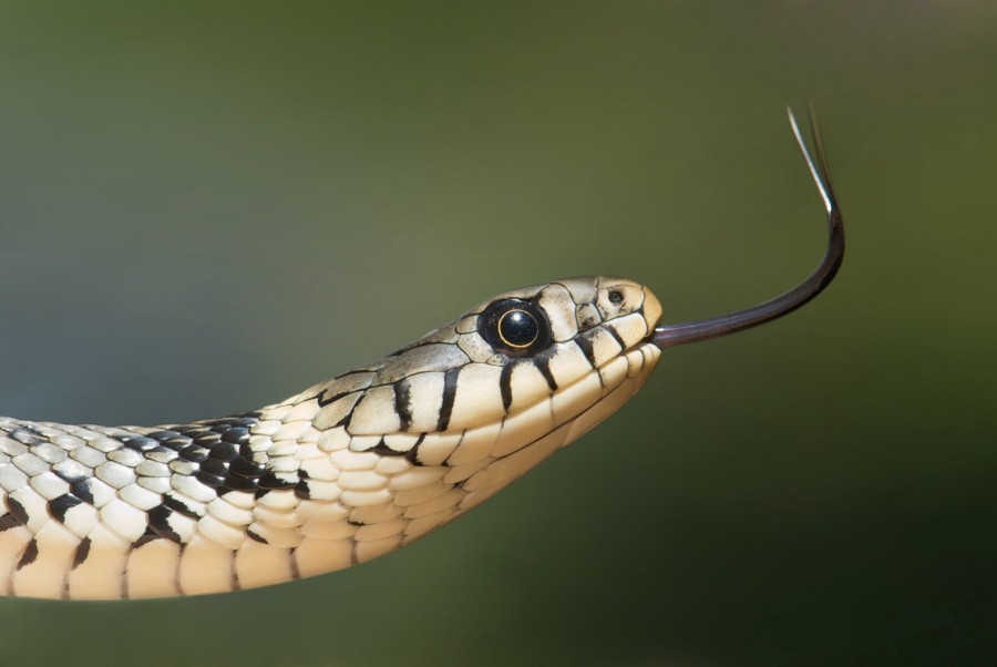 serpiente, animales cabeza, uno, lengua, serpiente de arbol, 