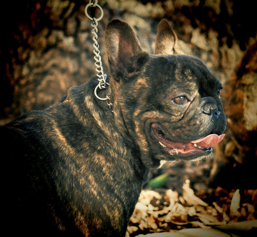 bulldog francez, Perros, Perro, Animales, Animales, Mascota, Mascotas, 