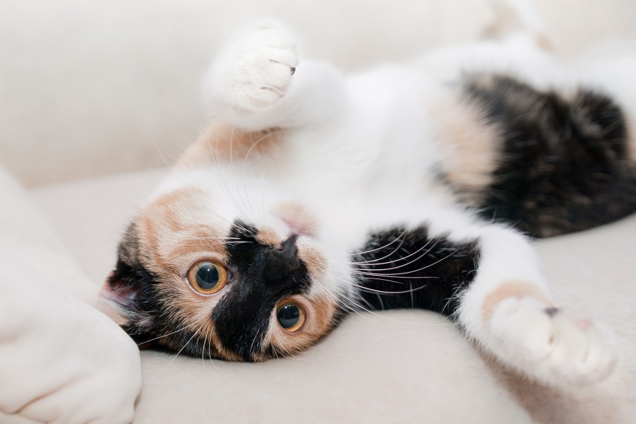gatito, bebé de gato, animales jóvenes, agresivo, caza, gato, pieles, encantadora, animales, carnívoros, lindo, esponjoso, cabello, bebé, mamífero, pata, mascotas, juguetón, retrato, pura sangre, pequeños, curioso, querido , fotos gratis,  imágenes gratis, Gato doméstico, Cabeza de animales Retrato, Gato melado, Monada, Gatito, Animales, Fotografía, Mirando a la cámara, Animal doméstico, Animal joven, Color, Día, Horizontal, Interior, Mascota, Nadie, Ojo de Animales, Parte del cuerpo animales Temas de animales, Un animales adorable, tierno, mascota, peludo, melena, colores, pelos, rayas, felino, minino, micifuz, michino, madrileño, felido, gatuno, gato tricolor, jugando, ojos amarillos, 
fondos de pantalla hd, fondos de pantalla 4k, resolucion 4k, salvapantalla
