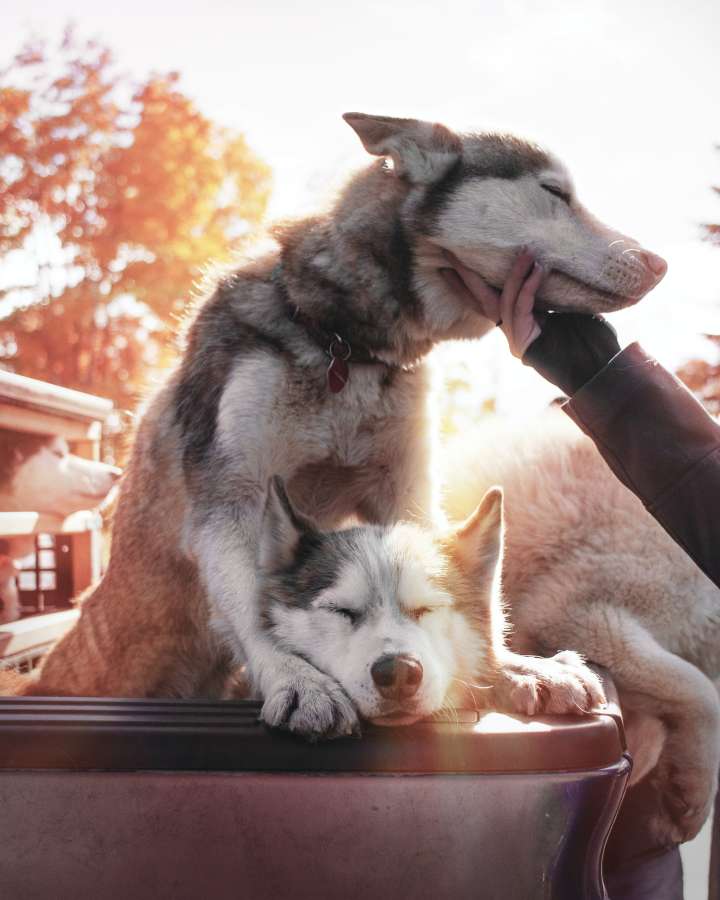 perro, animal, amor, persona, mascota, amistad, nacional, dueño, linda, acariciando, joven, hombre, gente, contento, juntos, alegre, amigo, retrato, estilo de vida, adentro, sonriente, felicidad, adulto, perrito, cuidado, canino, casa, mascotas, casa, al aire libre, caucásico, masculino, naturaleza, chico, hombres, divertido, alegría, familia, abrazo, blanco, fondo, Labrador, Unidad, participación, chico, abrazando, cabeza, cómodo, caricia, lealtad
