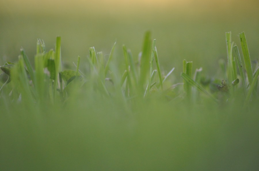 Pasto,Verde,Textura,Texturas