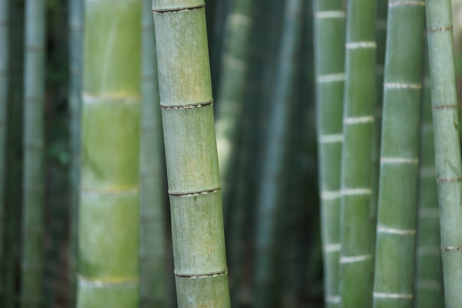 bambu, caña, bosque, nadie, fondo, background, verde, naturaleza, 
