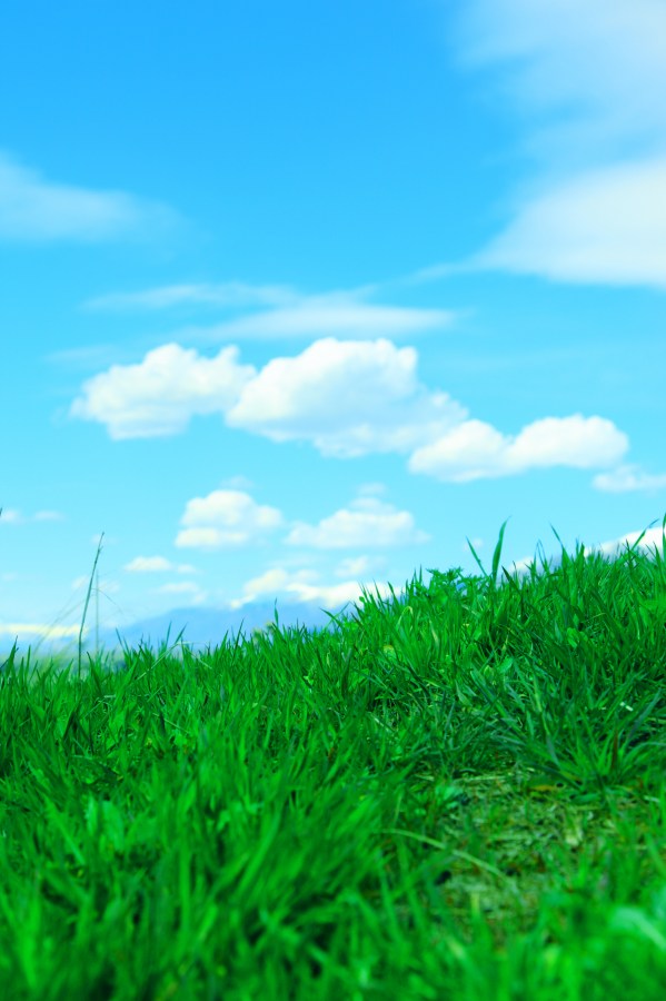 paisaje, verano, pasto, jardin, exterior, dia, primavera, cielo azul, cesped, verde, aire libre, 