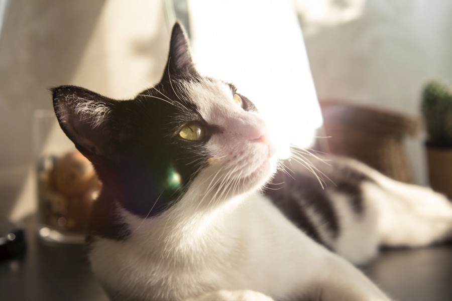 gato, animales mascota, primer plano, interior, cachorro,  fondos de pantalla hd, fondos de pantalla 4k