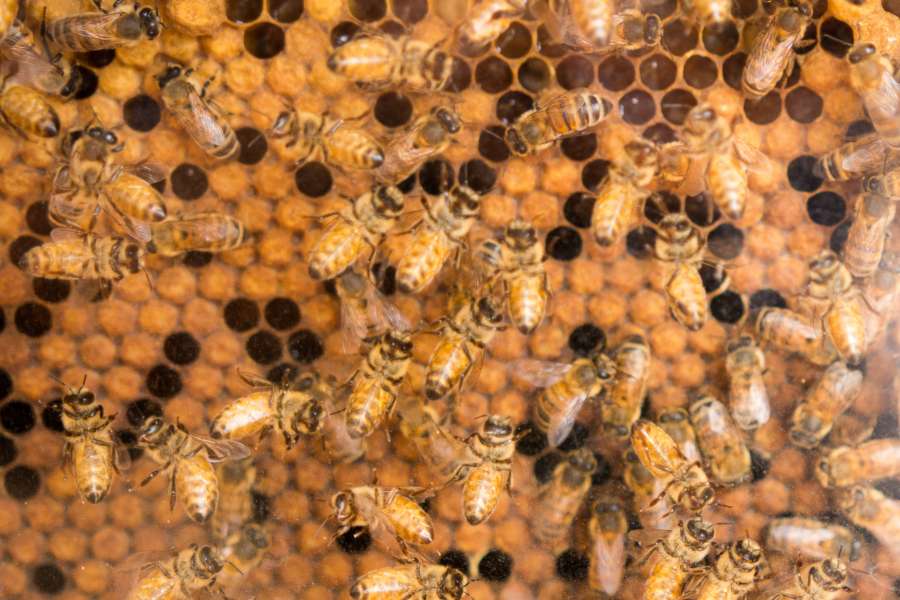 panal, abejas, insecto, muchos, colmena, miel, 