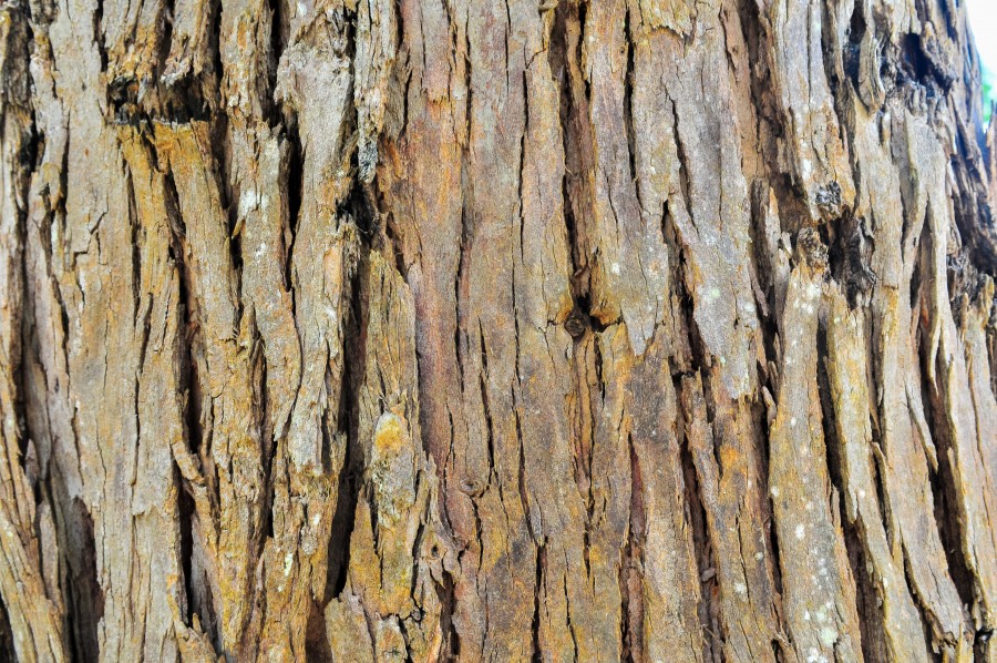 arboles, fondo, corteza, marron, bosque, natural, naturaleza, textura, madera,