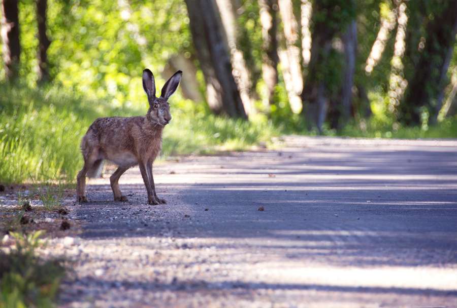 liebre, animales uno, camino, bosque, salvaje, 