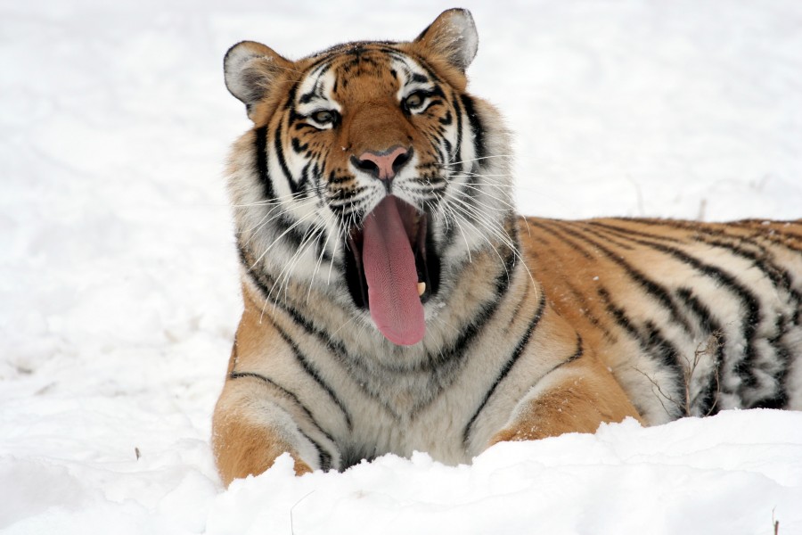 tigre, animales primer plano, felino, colmillos, boca abierta, nieve, lengua, 