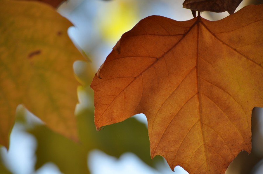 Otoño, Hojas, Otoñal, Fondo, Fondos, Ocre