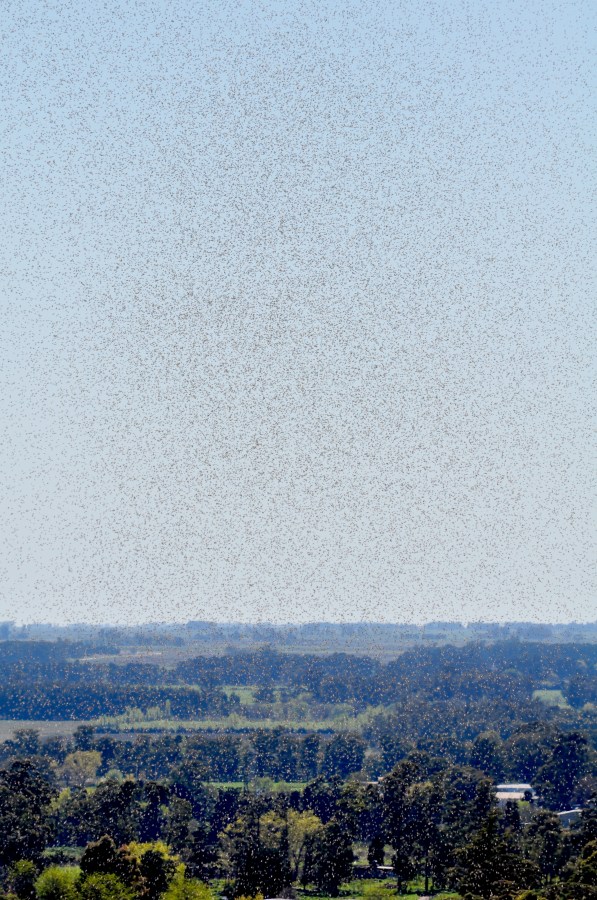 Plaga, Insecto, Insectos, Hormiga, Voladora, Mucho, Muchos, Naturaleza, 
