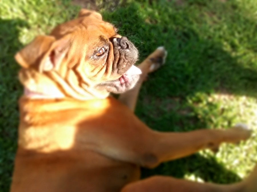 perro, animales boxer, primer plano, mascota, 