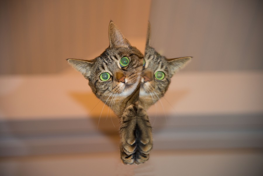 gato jugando, travesura, escondido, asomándose, espejo, gatito, bebé de gato, animales jóvenes, agresivo, caza, gato, pieles, encantadora, animales, carnívoros, lindo, esponjoso, cabello, bebé, mamífero, pata, mascotas, juguetón, retrato, pura sangre, pequeños, curioso, querido , fotos gratis,  imágenes gratis, Gato doméstico, Cabeza de animales Retrato, Gato melado, Monada, Gatito, Animales, Fotografía, Mirando a la cámara, Animal doméstico, Animal joven, Color, Día, Horizontal, Interior, Mascota, Nadie, Ojo de Animales, Parte del cuerpo animales Temas de animales, Un animales adorable, tierno, mascota, peludo, melena, colores, pelos, rayas, felino, minino, micifuz, michino, madrileño, felido, gatuno
