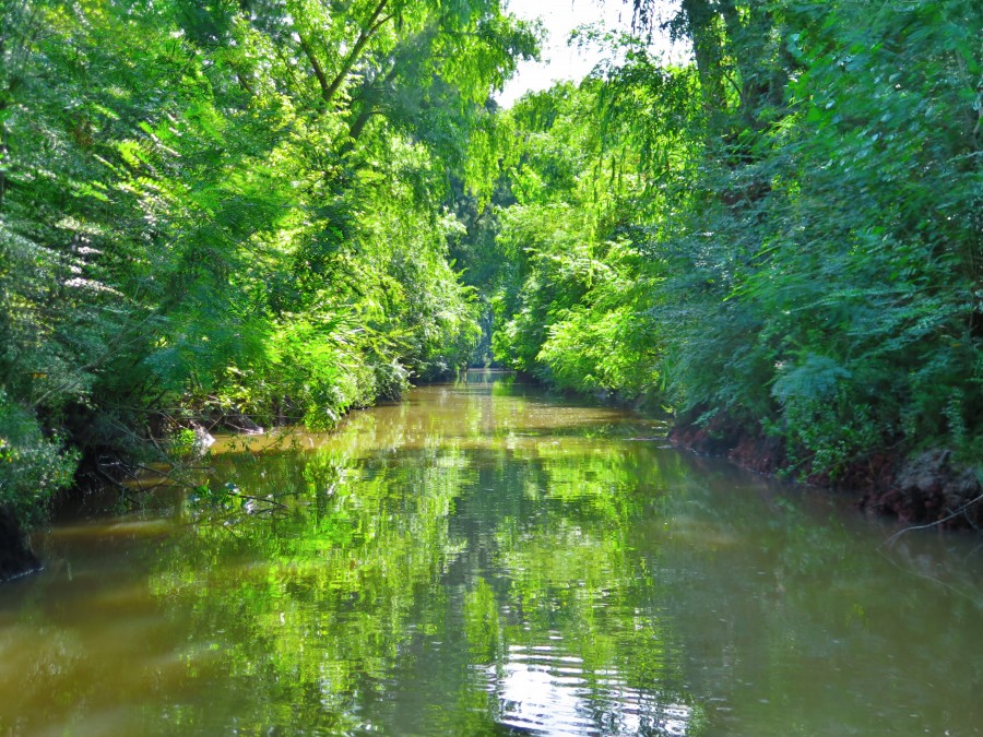 rio, paisaje, nadie, delta, tigre, argentina, jungla, bosque, naturaleza, aire libre, 
