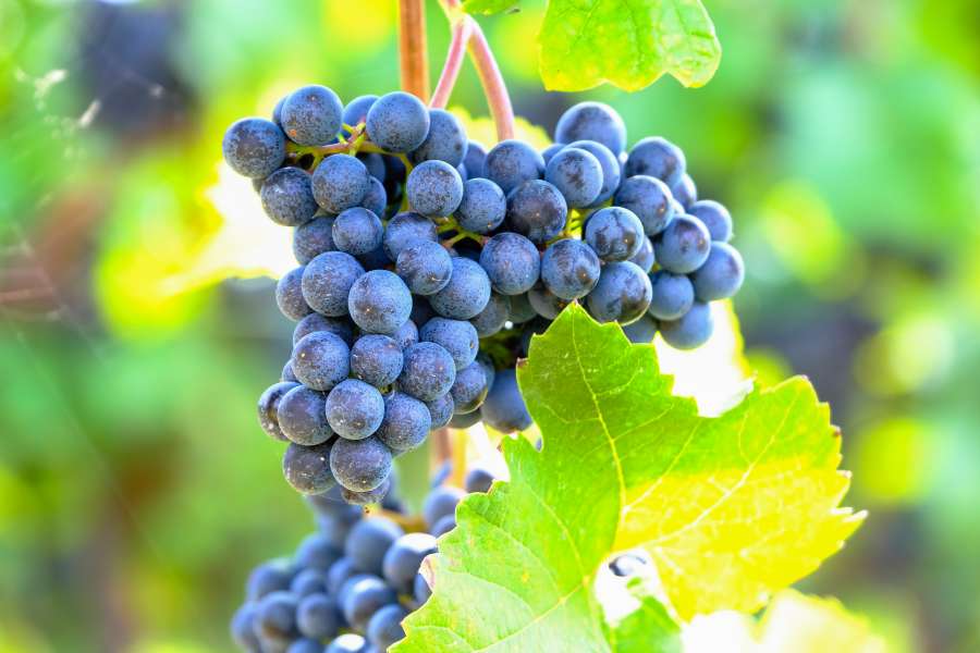 vino, valle del loira, uvas, negro, agricultura, alcohol, otoño, azul, abundante, racimo, borgoña, primer, racimo, delicioso, detalle, bebida, otoño, granja, cosecha,viñedo