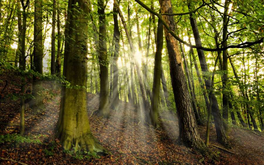 bosque, nadie, naturaleza, mañana, dia, tranquilidad, fondo, background, primavera, 