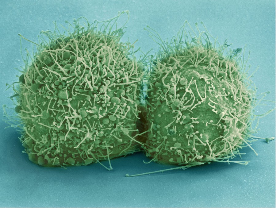 virus, bacteria, biologia, biologico, ciencia, antibiotico, celular, organismo, germen, 