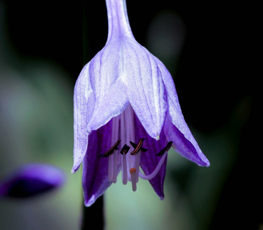 hosta, flor de hosta, flor morada, flor púrpura, perenne, lirios de plátano, giboshi, asparagaceae, erigir paisajes, racimos, seis tépalos, fondo de pantalla hd 