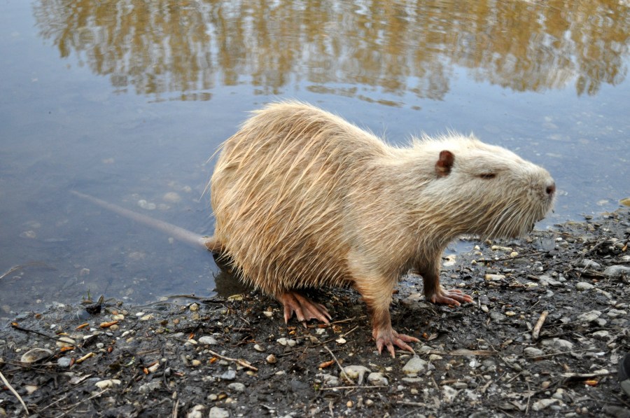 agua, naturaleza, capibara, bosque, pelaje, mamífero, animal, salvaje, tropical, argentina, natural, acuático, humedales, roedor, puesta de sol, césped, verano, planta, al aire libre, fauna silvestre, america, sur, cuerpo, del, al aire libre, joven, herbívoro, jugar, parque, fondo, linda, marrón, ambiente, lago, río, paisaje, nacional, verde, hermosa, viajar, ver, montaña, camino, turista, observatorio, rock, paisaje, turismo, ecoturismo, belleza