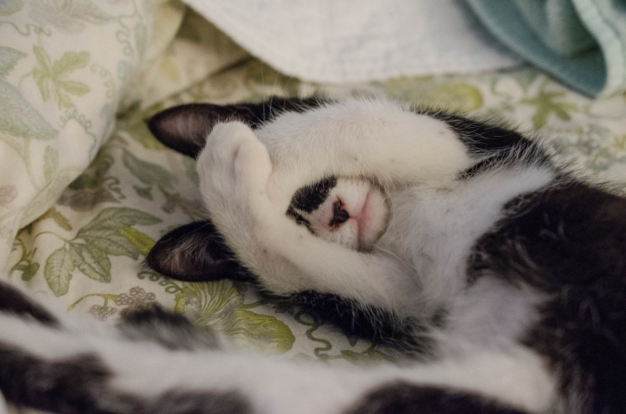 gato, animales mascota, interior, sueño, gesto, concepto, verguenza, gatos para fondo de pantalla