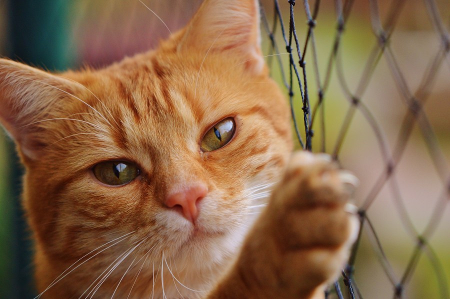gatito, bebé de gato, animales jóvenes, agresivo, caza, gato, pieles, encantadora, animales, carnívoros, lindo, esponjoso, cabello, bebé, mamífero, pata, mascotas, juguetón, retrato, pura sangre, pequeños, curioso, querido , fotos gratis,  imágenes gratis, Gato doméstico, Cabeza de animales Retrato, Gato melado, Monada, Gatito, Animales, Fotografía, Mirando a la cámara, Animal doméstico, Animal joven, Color, Día, Horizontal, Interior, Mascota, Nadie, Ojo de Animales, Parte del cuerpo animales Temas de animales, Un animales adorable, tierno, mascota, peludo, melena, colores, pelos, rayas, felino, minino, micifuz, michino, madrileño, felido, gatuno