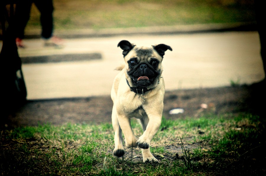 Perro, Perros, Mascota, Mascotas, Pucho, Pug, 