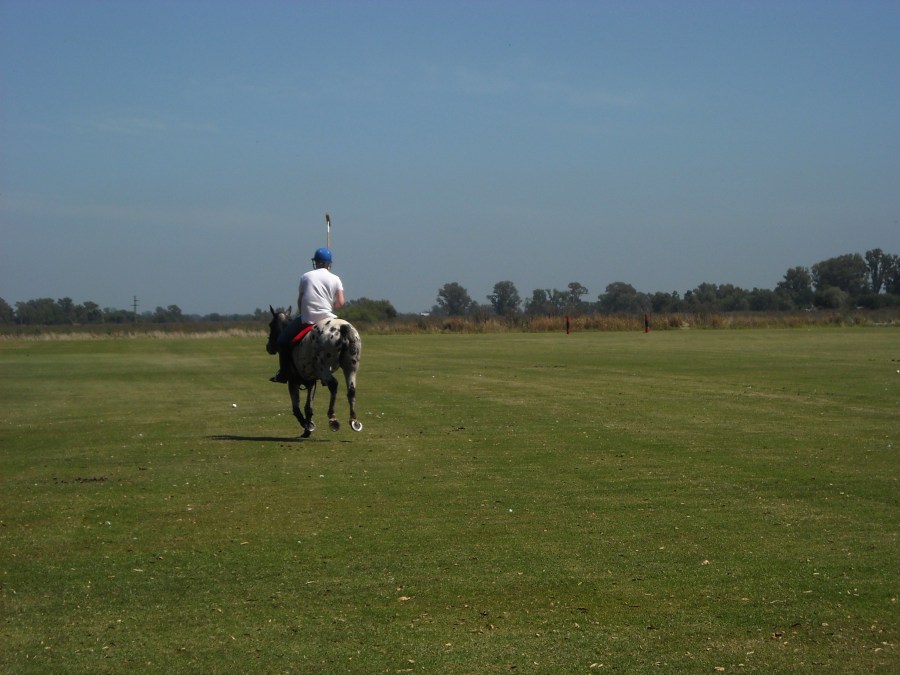 Juego, deportes, Polo, Caballo, Estancia, Campo, 