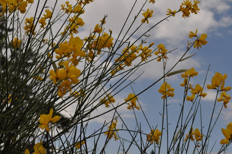 Paisaje, Flor, Flores, Amarillo, Primavera, Primavera, Verano, Día, nubes, fondo, naturaleza, nadie, 