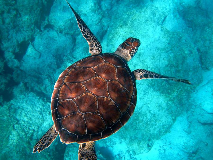 tortuga, marino, naturaleza, océano, mar, agua, animales azul, fondo de pantalla HD, caparazón, galápago, quelonio, carey, animales