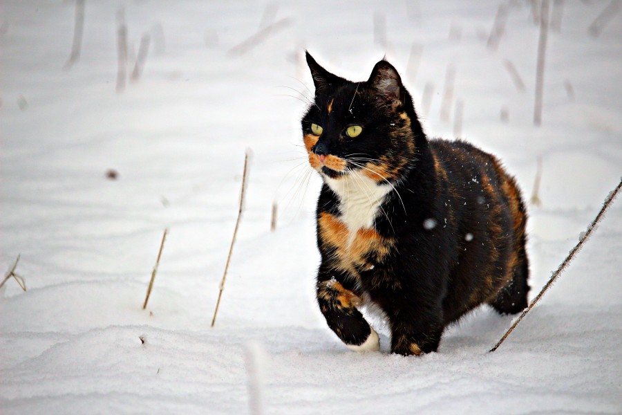 gatito, bebé de gato, animales jóvenes, agresivo, caza, gato, pieles, encantadora, animales, carnívoros, lindo, esponjoso, cabello, bebé, mamífero, pata, mascotas, juguetón, retrato, pura sangre, pequeños, curioso, querido , fotos gratis,  imágenes gratis, Gato doméstico, Cabeza de animales Retrato, Gato melado, Monada, Gatito, Animales, Fotografía, Mirando a la cámara, Animal doméstico, Animal joven, Color, Día, Horizontal, Interior, Mascota, Nadie, Ojo de Animales, Parte del cuerpo animales Temas de animales, Un animales adorable, tierno, mascota, peludo, melena, colores, pelos, rayas, felino, minino, micifuz, michino, madrileño, felido, gatuno
