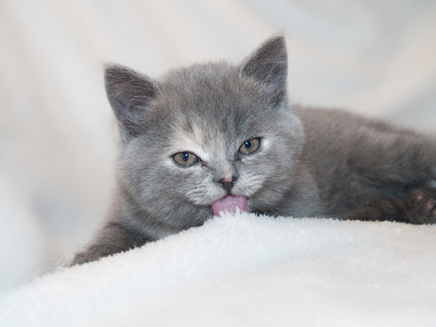 gatito, bebé de gato, animales jóvenes, agresivo, caza, gato, pieles, encantadora, animales, carnívoros, lindo, esponjoso, cabello, bebé, mamífero, pata, mascotas, juguetón, retrato, pura sangre, pequeños, curioso, querido , fotos gratis,  imágenes gratis, Gato doméstico, Cabeza de animales Retrato, Gato melado, Monada, Gatito, Animales, Fotografía, Mirando a la cámara, Animal doméstico, Animal joven, Color, Día, Horizontal, Interior, Mascota, Nadie, Ojo de Animales, Parte del cuerpo animales Temas de animales, Un animales adorable, tierno, mascota, peludo, melena, colores, pelos, rayas, felino, minino, micifuz, michino, madrileño, felido, gatuno
