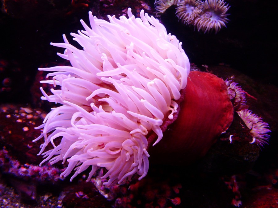 anemona de mar, anemona, agua, mar, animales, criatura, colorido, invertebrado, color, colorido,  