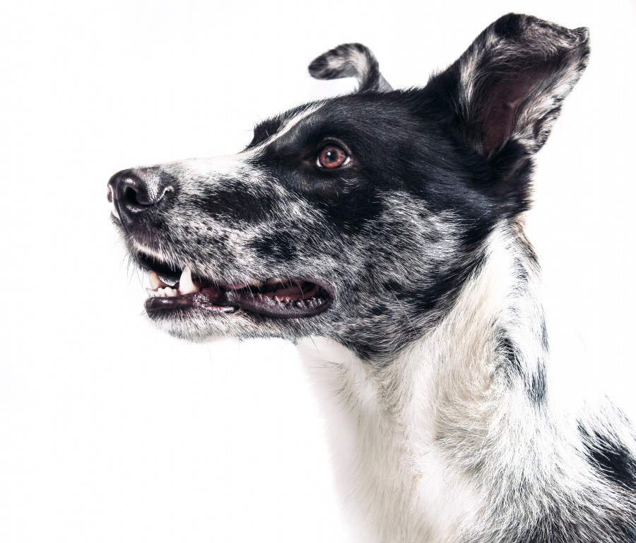 concepto, perro, animales mascota, fondo blanco, expresion, atencion, atento, mirada, 