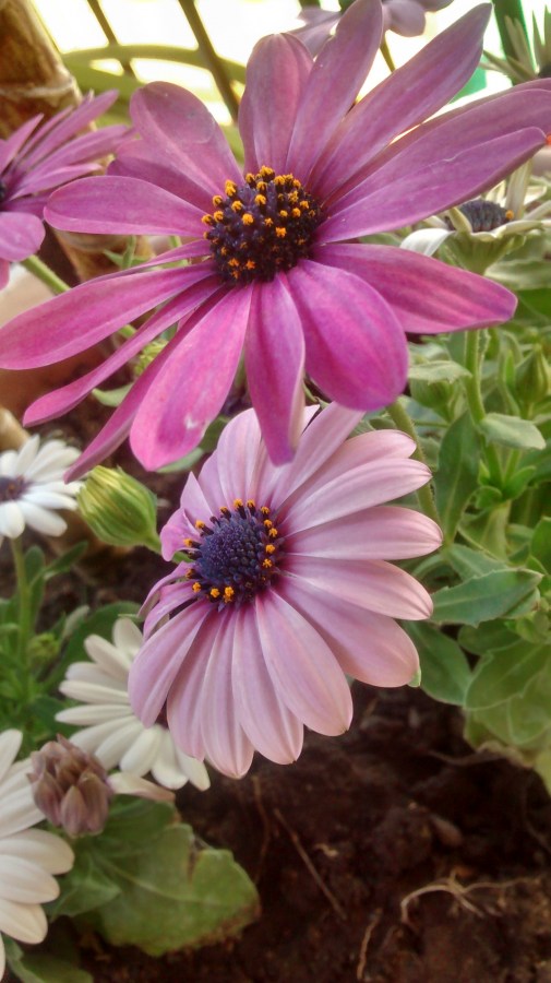Flor, flores, gerberas,jardin,maseta