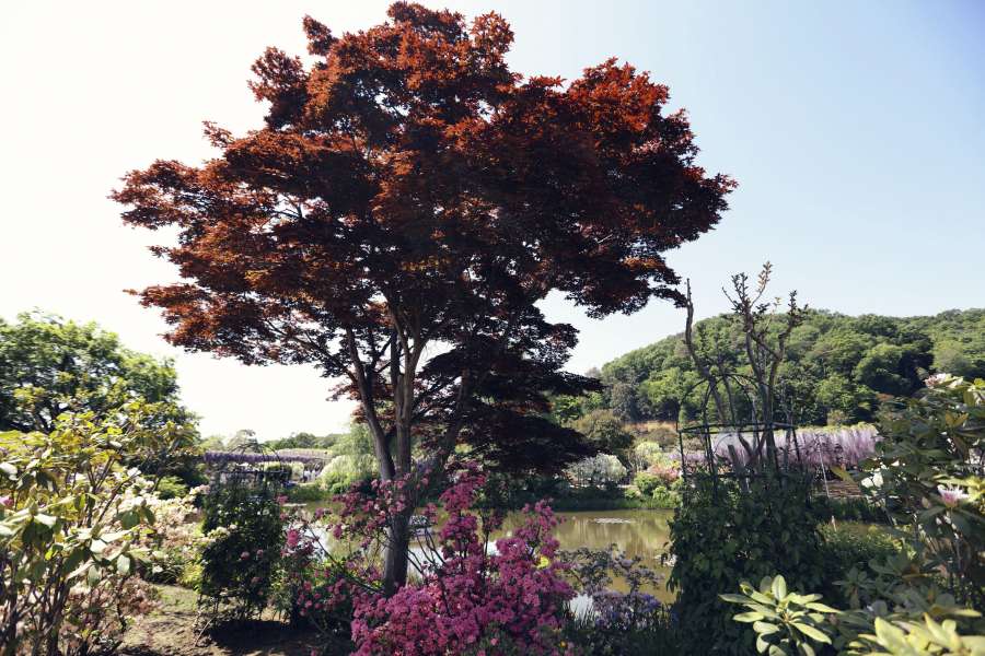 botánica, colorido, japonés, árbol japonés, árbol, árboles