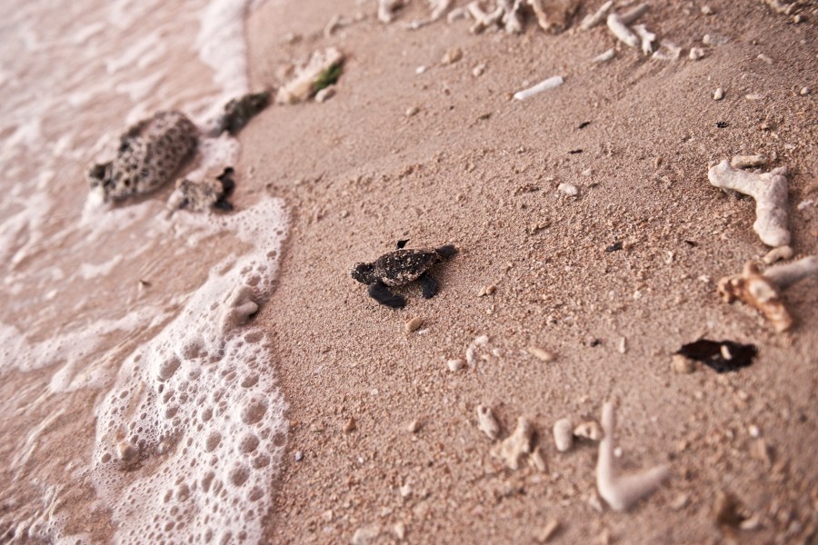 tortuga, bebe, animales playa, mar, primer paso, dia, tortuga marina, naturaleza, 