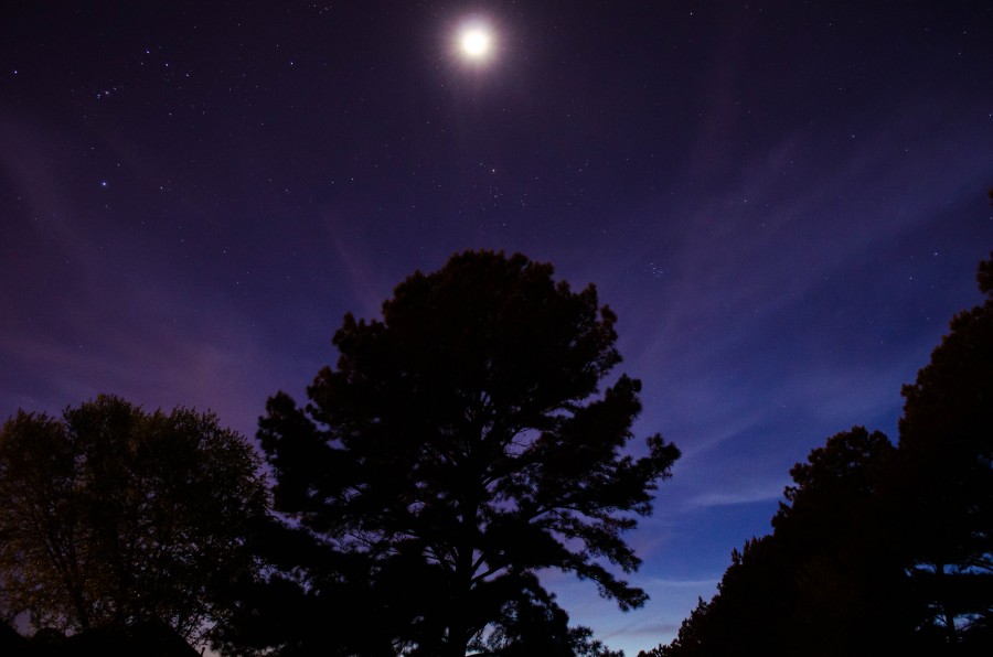 cielo, noche, estrella estrellas, estrellado, paisaje, arbol, nocturno, bosque, 