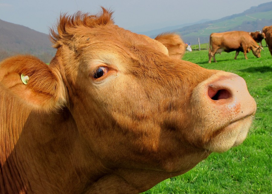 vaca, animales cabeza, primer plano, ganado vacuno, campo, mirando a la camara, industria, marron, 