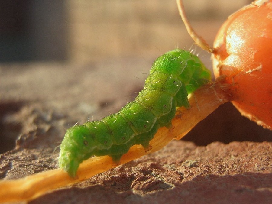 gusano, verde, insecto, primer plano, fruta, verdu. gusano, verde, insecto,...