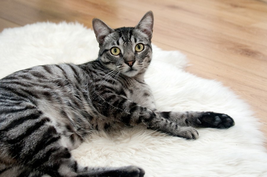 gatito, bebé de gato, animales jóvenes, agresivo, caza, gato, pieles, encantadora, animales, carnívoros, lindo, esponjoso, cabello, bebé, mamífero, pata, mascotas, juguetón, retrato, pura sangre, pequeños, curioso, querido , fotos gratis,  imágenes gratis, Gato doméstico, Cabeza de animales Retrato, Gato melado, Monada, Gatito, Animales, Fotografía, Mirando a la cámara, Animal doméstico, Animal joven, Color, Día, Horizontal, Interior, Mascota, Nadie, Ojo de Animales, Parte del cuerpo animales Temas de animales, Un animales adorable, tierno, mascota, peludo, melena, colores, pelos, rayas, felino, minino, micifuz, michino, madrileño, felido, gatuno, 
fondos de pantalla hd, fondos de pantalla 4k, resolucion 4k, salvapantalla
