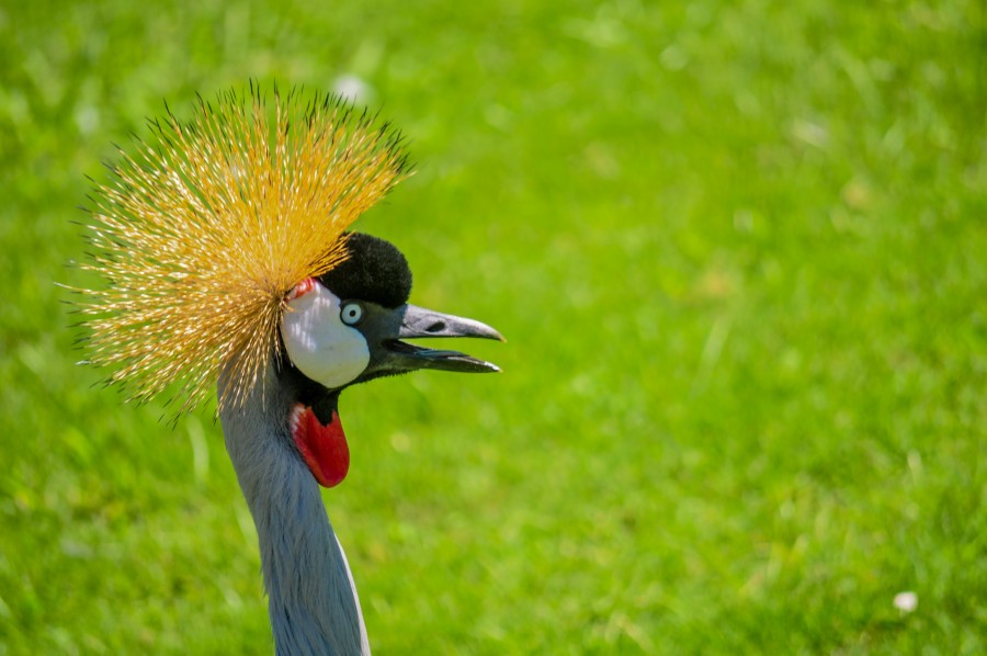 ave, vida animales naturaleza, grulla coronada, Balearica regulorum, Uganda, corona de plumas amarillas, símbolo nacional de Uganda, plumaje, Gruiformes
