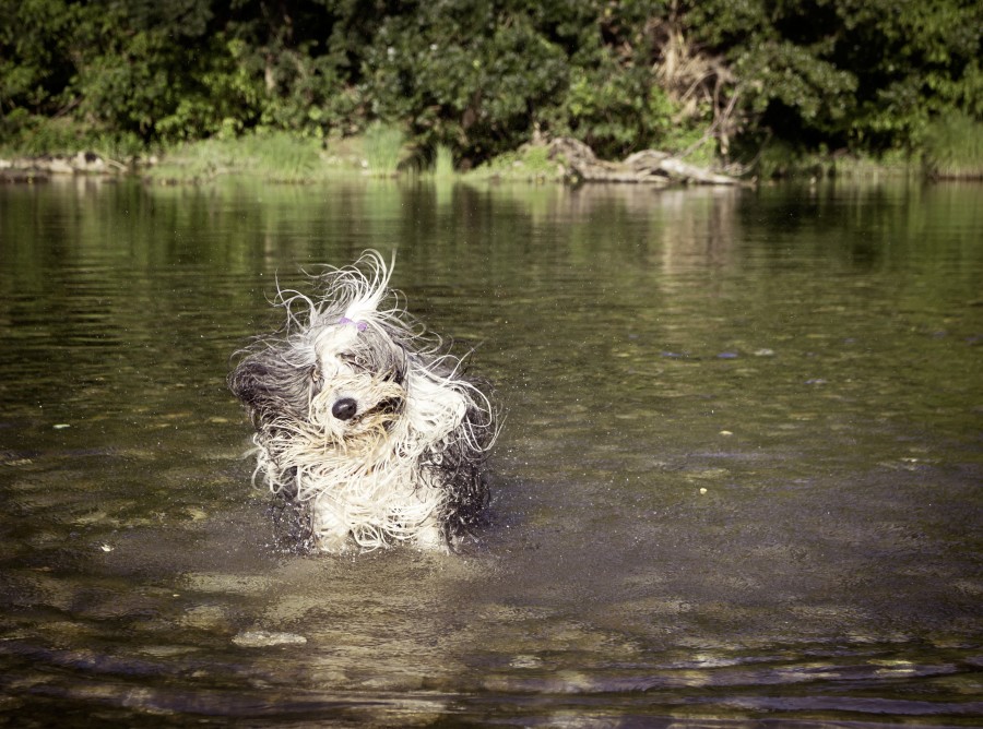 perro, divertido, humedo, bao, rio, entretenimiento, animales mojado, secar, secado, pelo, 