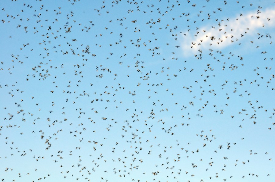 Plaga, Insecto, Insectos, Hormiga, Voladora, Mucho, Muchos, Naturaleza, 
