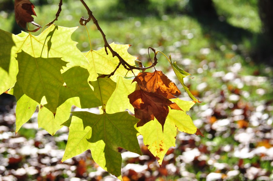 Otoño,Hojas,Otoñal,Fondo,Fondos, Naturaleza, 