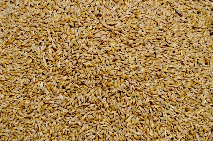 fondo, background, grano, granos, comidas, alimento, trigo, primer plano, 