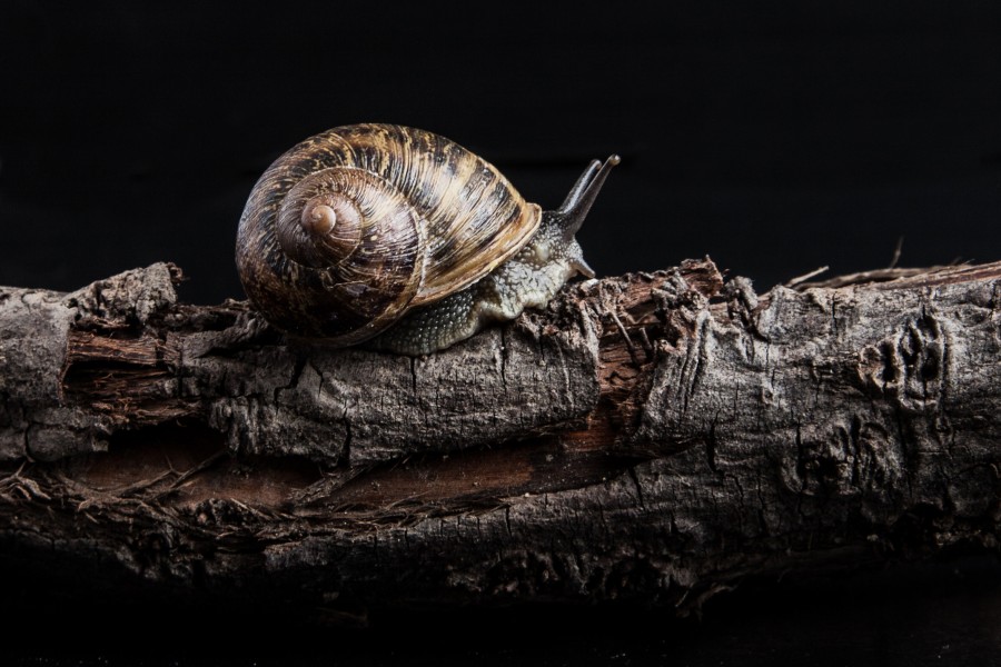 caracol, molusco, naturaleza, caparazon, fondo negro, 