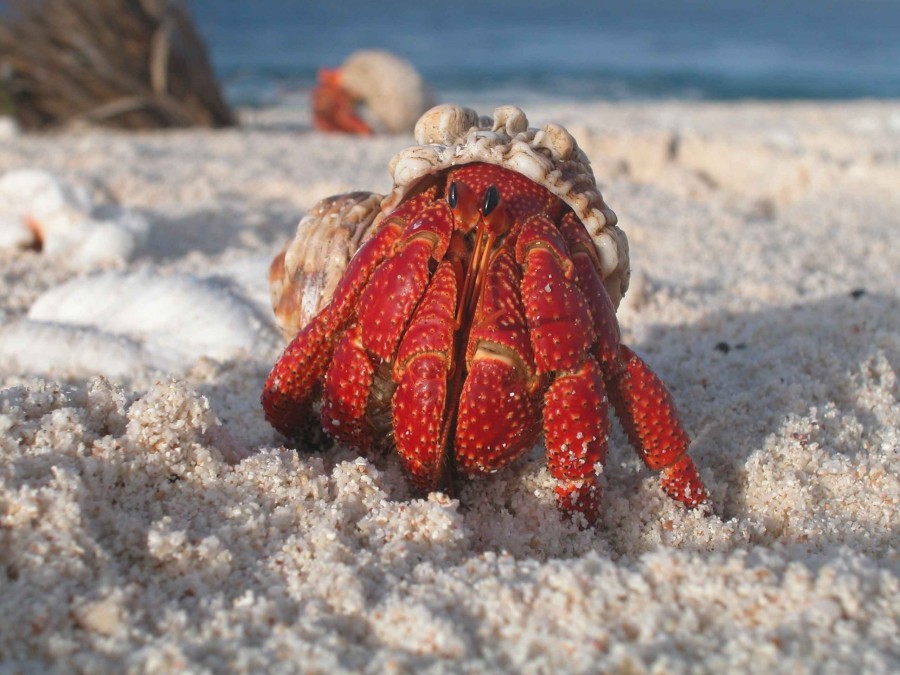 cangrejo, ermitaño, rojo, playa, arena, invertebrado, molusco, naturaleza, crustaceo, fauna marina, 