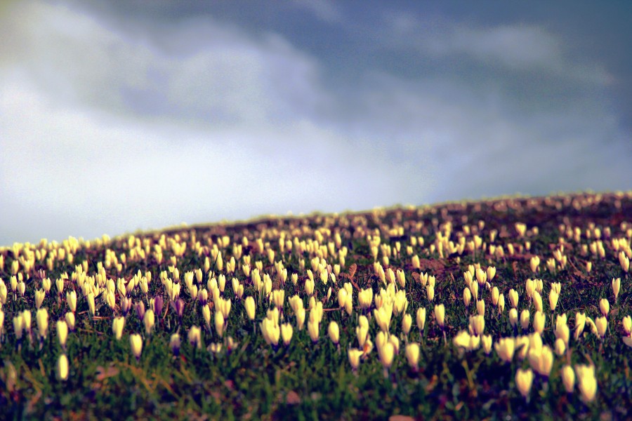 campo, plantacion, tulipan, tulipanes, flor, flores, primavera, colorido, dia, paisaje, exterior, 
