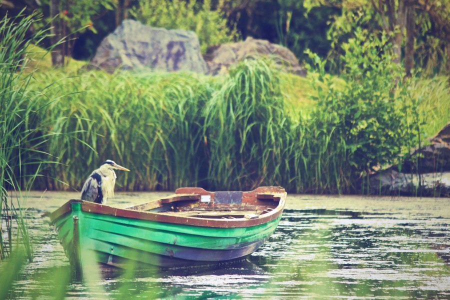 rio, paisaje, ave, pajaro, naturaleza, bote, verde, costa, dia, exterior, 